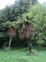 Dicksonia fibrosa