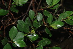 Calophyllum polyanthum