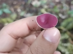 Phillipsia domingensis