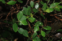 Calophyllum polyanthum