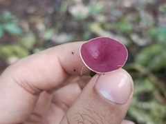 Phillipsia domingensis