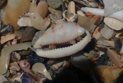 Talostolida pellucens