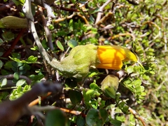 Sophora prostrata