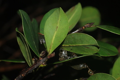 Calophyllum austroindicum