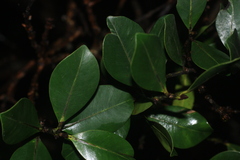 Calophyllum austroindicum