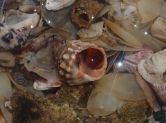 Nodilittorina pyramidalis