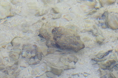 Scorpaenopsis macrochir