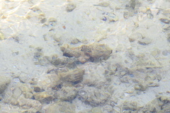 Scorpaenopsis macrochir