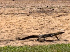 Varanus niloticus