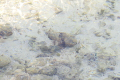 Scorpaenopsis macrochir