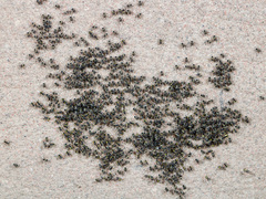 Araneus tartaricus