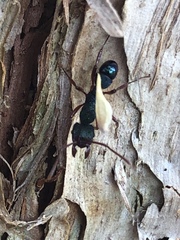 Rhytidoponera aspera