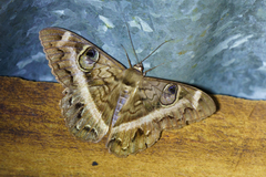 Cyligramma latona