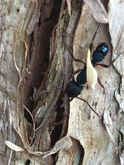 Rhytidoponera aspera