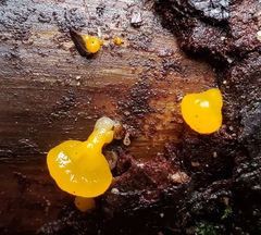 Dacrymyces capitatus