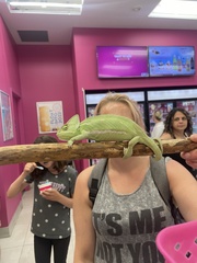 Chamaeleo calyptratus