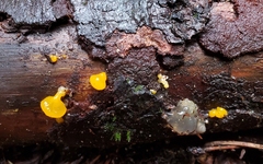 Dacrymyces capitatus