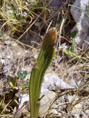 Carmichaelia astonii