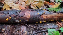 Dacrymyces capitatus