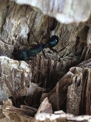 Rhytidoponera aspera