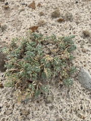 Astragalus pubentissimus