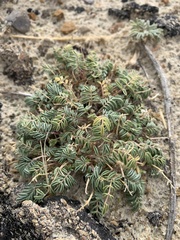 Astragalus pubentissimus
