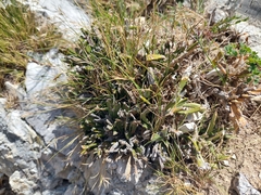 Carmichaelia astonii