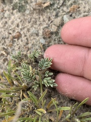 Astragalus pubentissimus