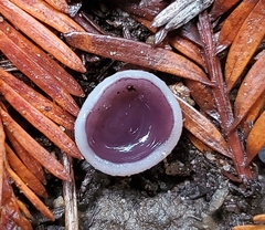Geoscypha violacea