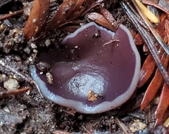 Geoscypha violacea