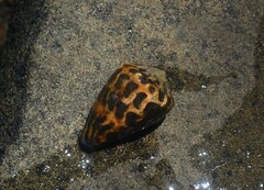 Conus ebraeus