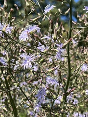 Lactuca floridana