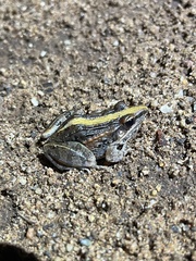 Ptychadena mossambica