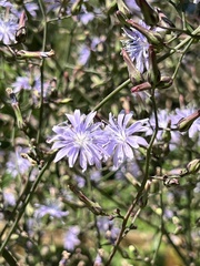 Lactuca floridana