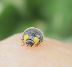 Apolinus lividigaster