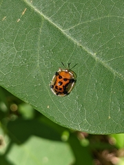 Aspidimorpha westwoodi