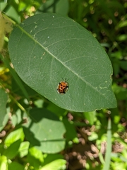 Aspidimorpha westwoodi