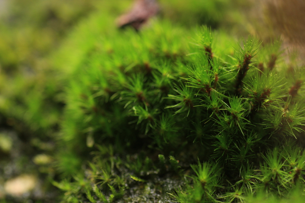 Breutelia dicranacea
