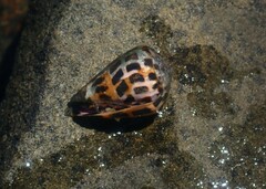 Conus ebraeus