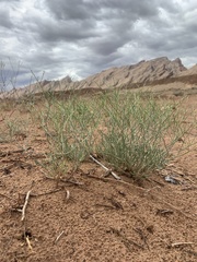 Eriogonum leptocladon