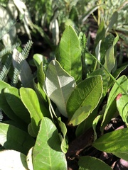 Parinari capensis capensis