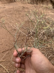Eriogonum leptocladon