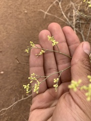 Eriogonum leptocladon