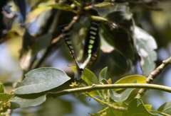 Graphium codrus
