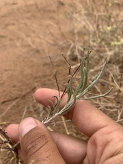 Eriogonum leptocladon