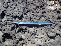 Platybelone argalus