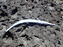 Platybelone argalus