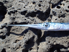 Platybelone argalus