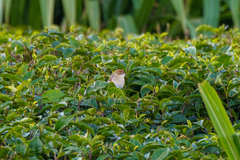 Cisticola cantans