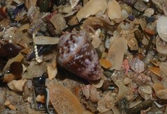 Conus coronatus